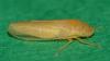 Elymana sulphurella